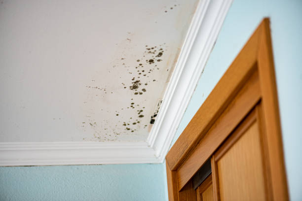 Foster City, CA Mold Removal Company